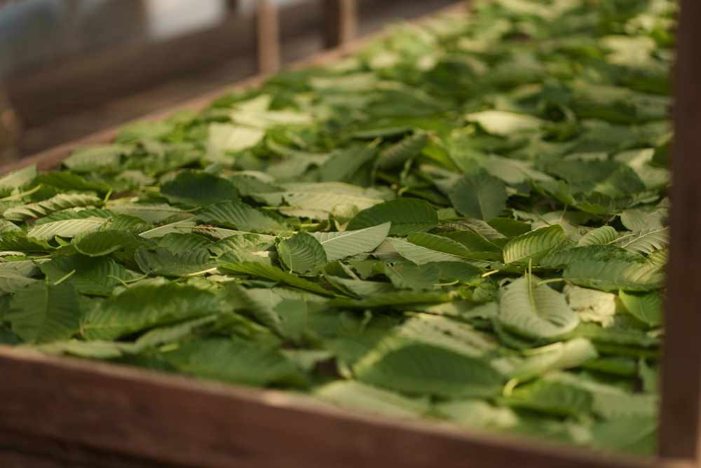 Legalita kratomu, cestování s kratomem 